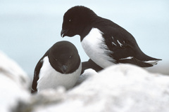 Dovekie